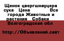 Щенок цвергшнауцера сука › Цена ­ 25 000 - Все города Животные и растения » Собаки   . Волгоградская обл.